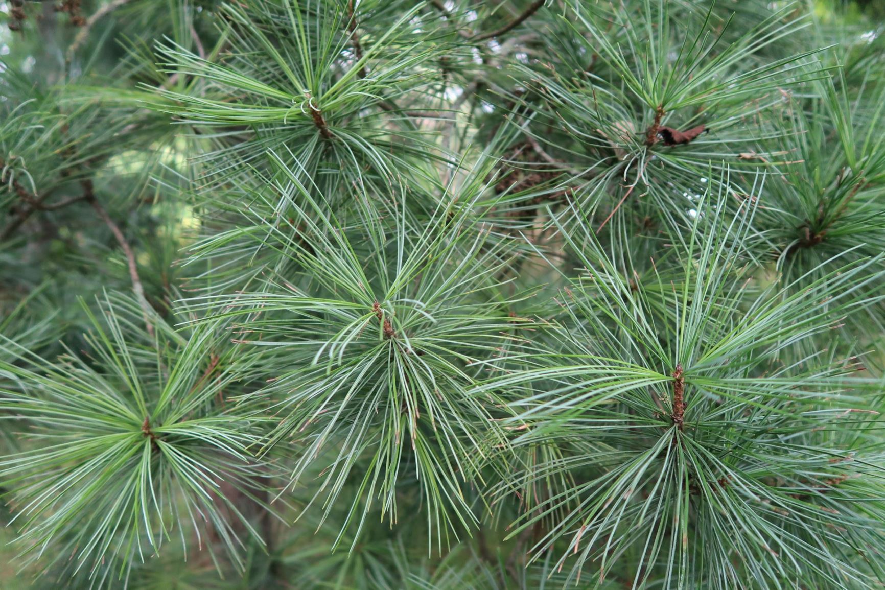 Pinus koraiensis - Korea-Kiefer, Chinese pinenut