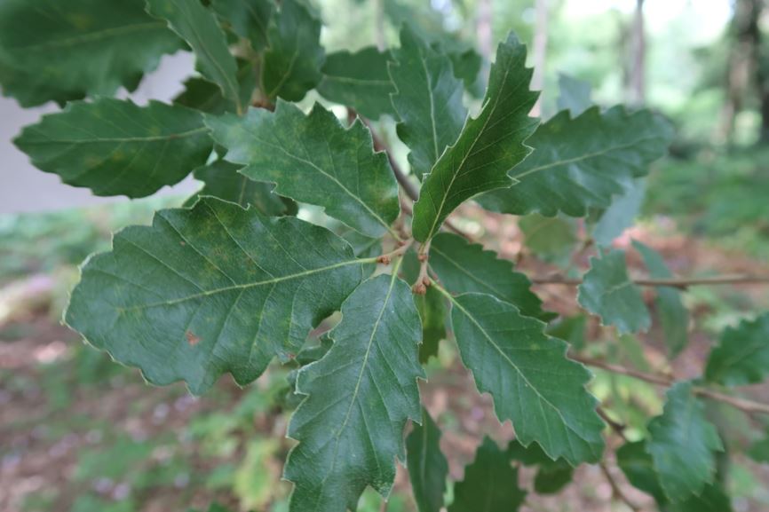 Quercus trojana - Trojanische Eiche, Mazedonische Eiche