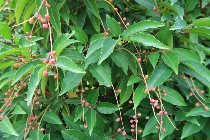 Prunus lusitanica - Portugiesische Lorbeerkirsche, Portugal laurel