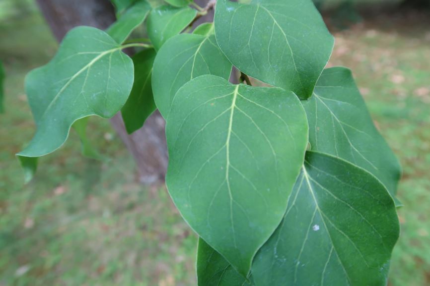 Syringa reticulata subsp. pekinensis - Peking-Flieder