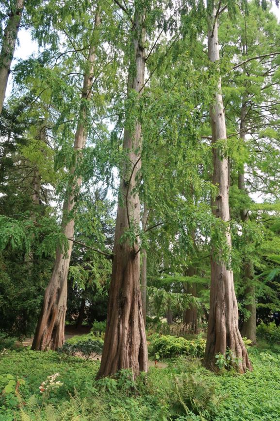 Metasequoia glyptostroboides - Urweltmammutbaum, Dawn Redwood