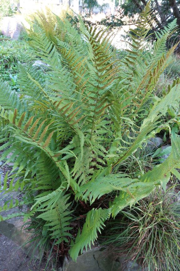 Dryopteris filix-mas - Gewöhnlicher Wurmfarn, Common male fern