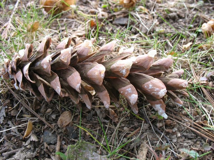 Pinus strobus - Strobe, Weymouths-Kiefer, Eastern white pine