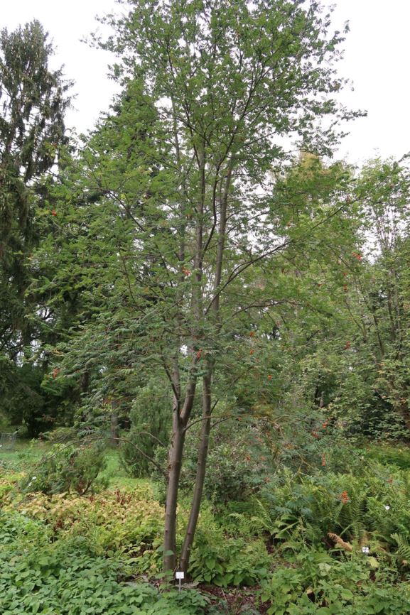 Sorbus aucuparia - Eberesche, Gewöhnliche Vogelbeere, mountain-ash, rowan