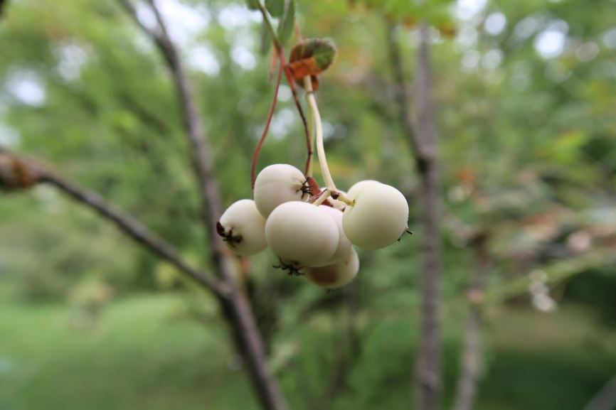 Sorbus koehneana - Weißfrüchtige Eberesche