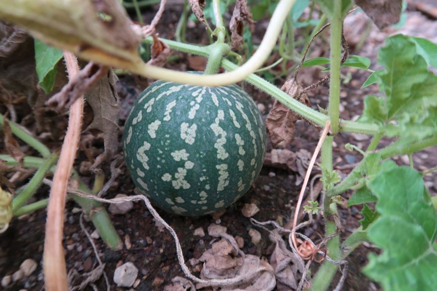 Citrullus colocynthis - Bitter-Melone, Koloquinte