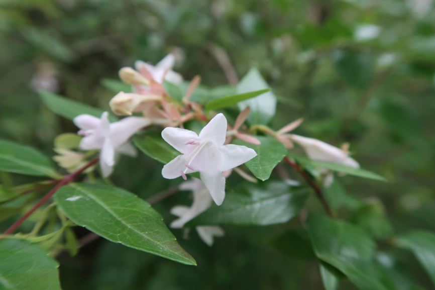 Abelia × grandiflora - Großblütige Abelia