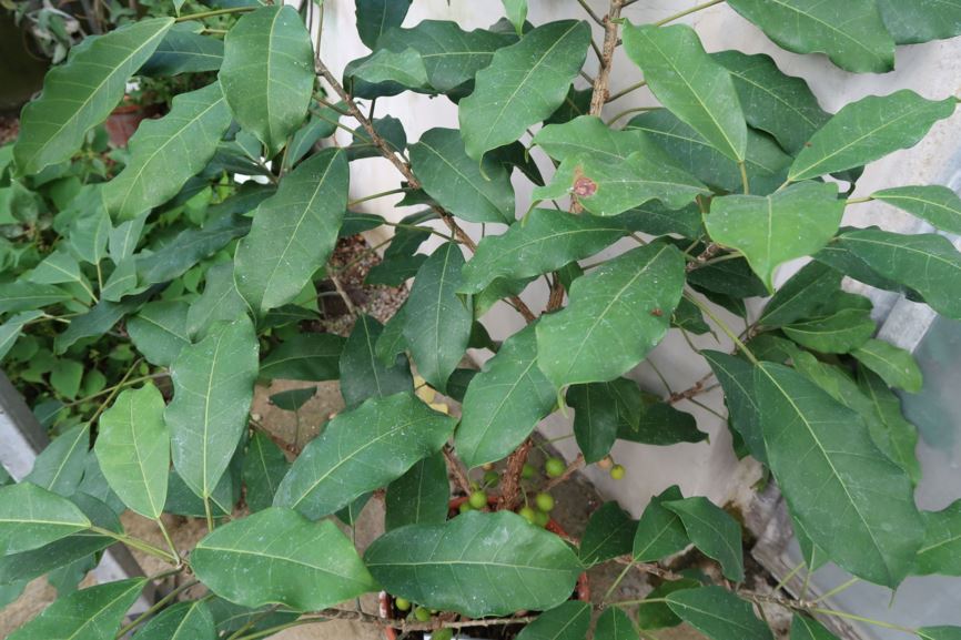 Ficus ottoniifolia