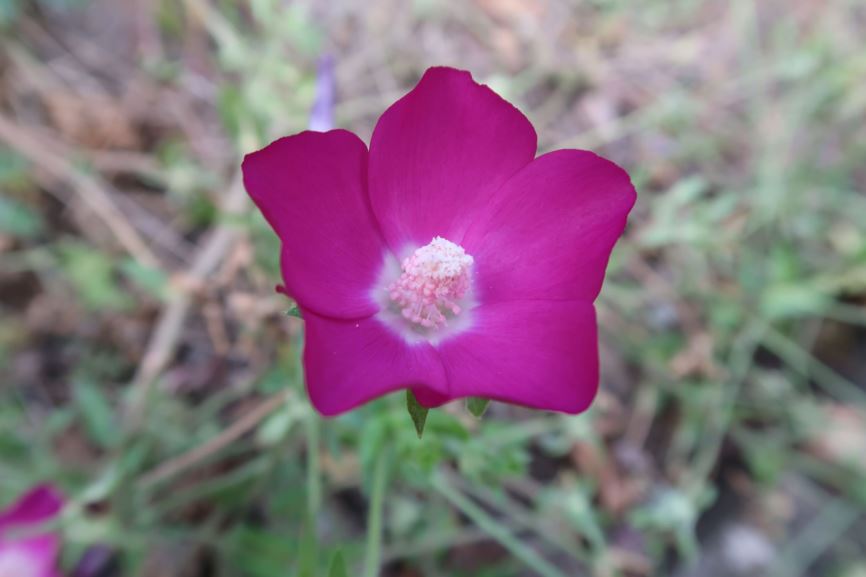 Callirhoe involucrata - Purpurne Mohnmalve, Purple poppy mallow