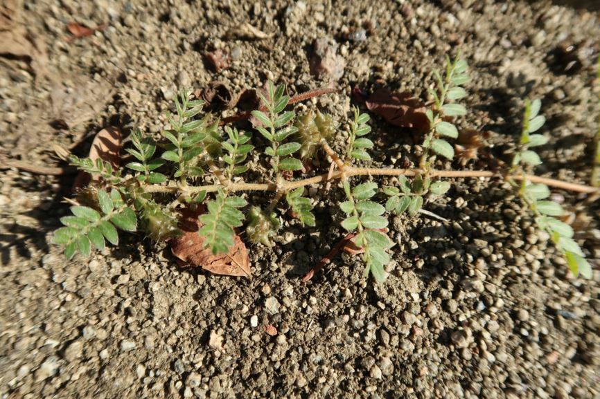 Tribulus terrestris - Burzeldorn, Puncture vine