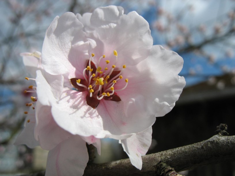 Prunus amygdalus - Mandel, Almond