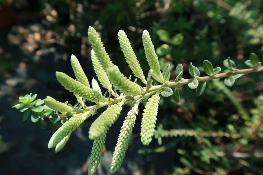 Salix variegata - Chinesische Myrten-Weide