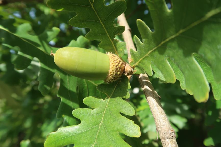 Quercus frainetto - Ungarische Eiche, Hungarian oak