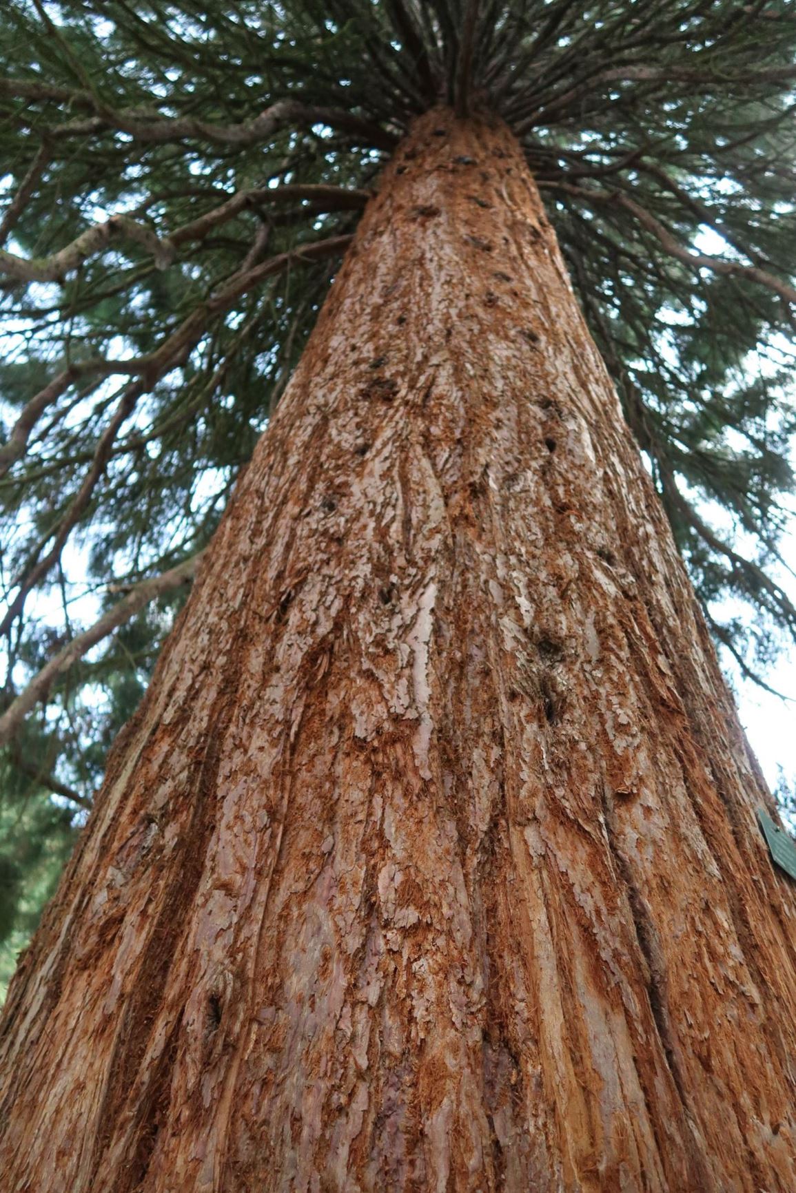 Sequoiadendron giganteum - Mammutbaum, Big-tree, Sierra Redwood