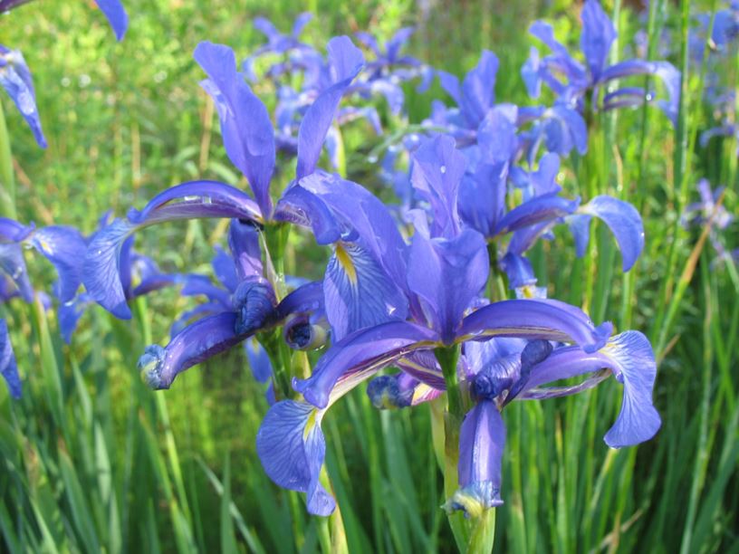 Iris spuria - Steppen-Schwertlilie, Wiesen-Schwertlilie