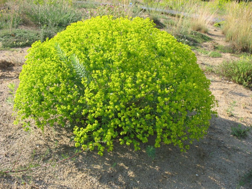 Euphorbia seguieriana subsp. segueriana - Steppen-Wolfsmilch