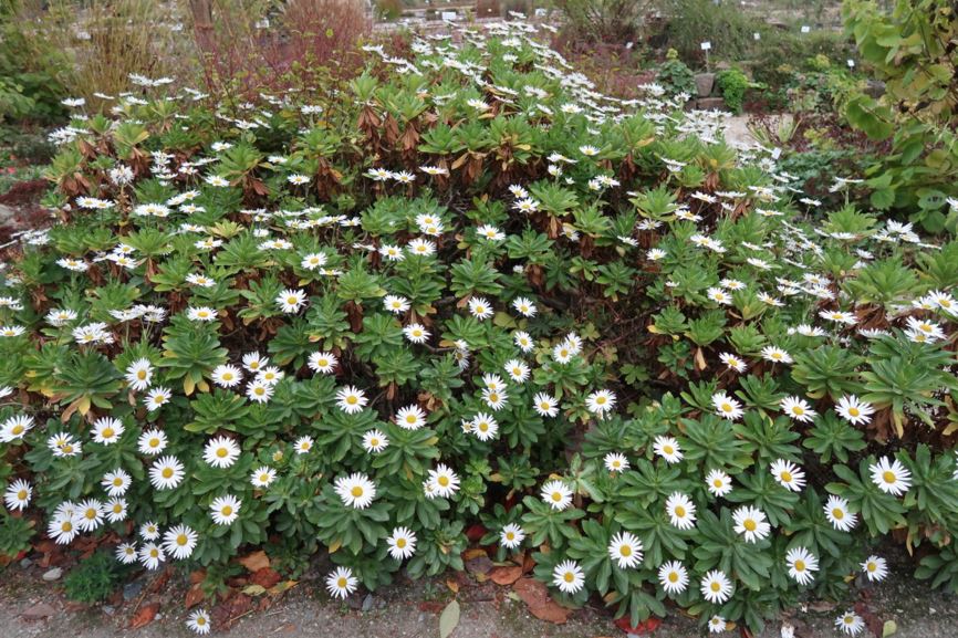 Nipponanthemum nipponicum - Japan-Chrysantheme, Nippon daisy