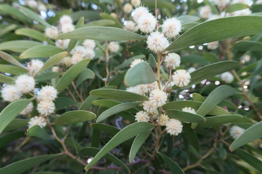Acacia melanoxylon - Schwarzholz-Akazie, blackwood