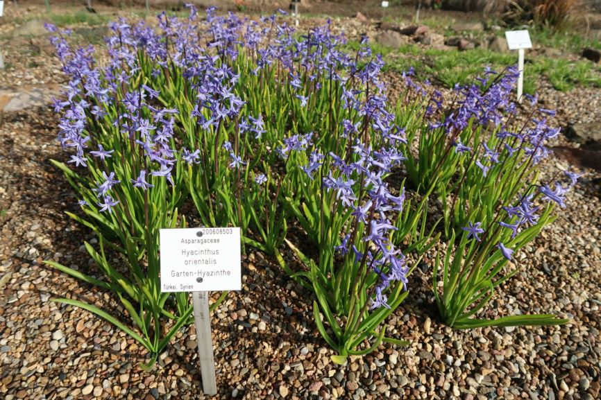 Hyacinthus orientalis - Garten-Hyazinthe, Common Hyacinth