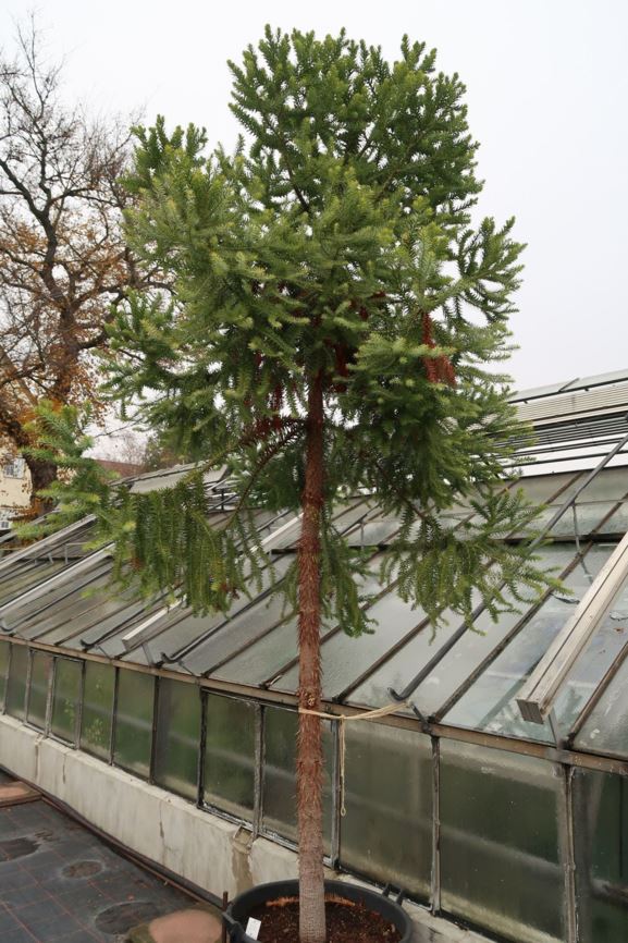 Araucaria angustifolia - Parana Pine