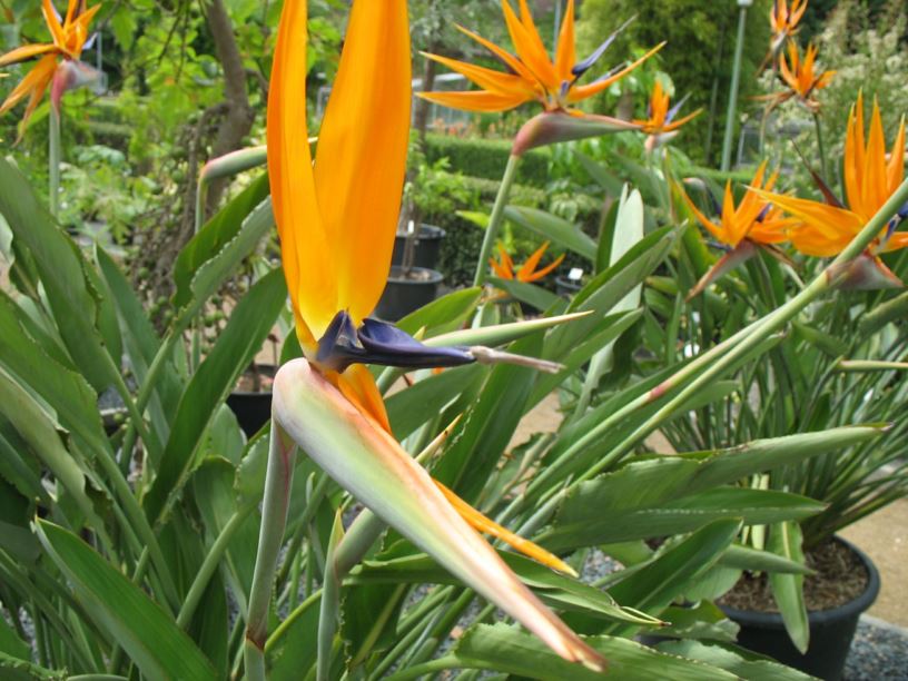 Strelitzia reginae - Paradiesvogelblume