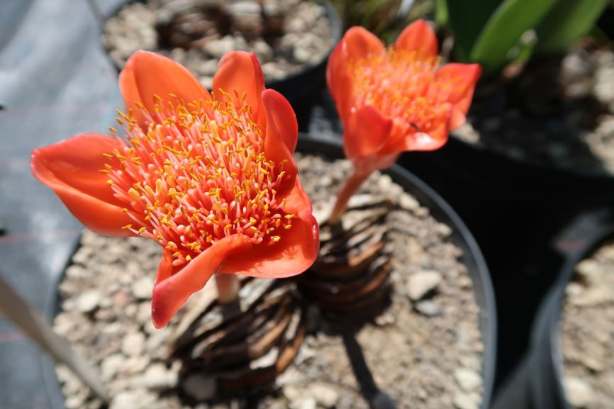 Haemanthus coccineus - Scharlachrote Blutblume, Blood lily