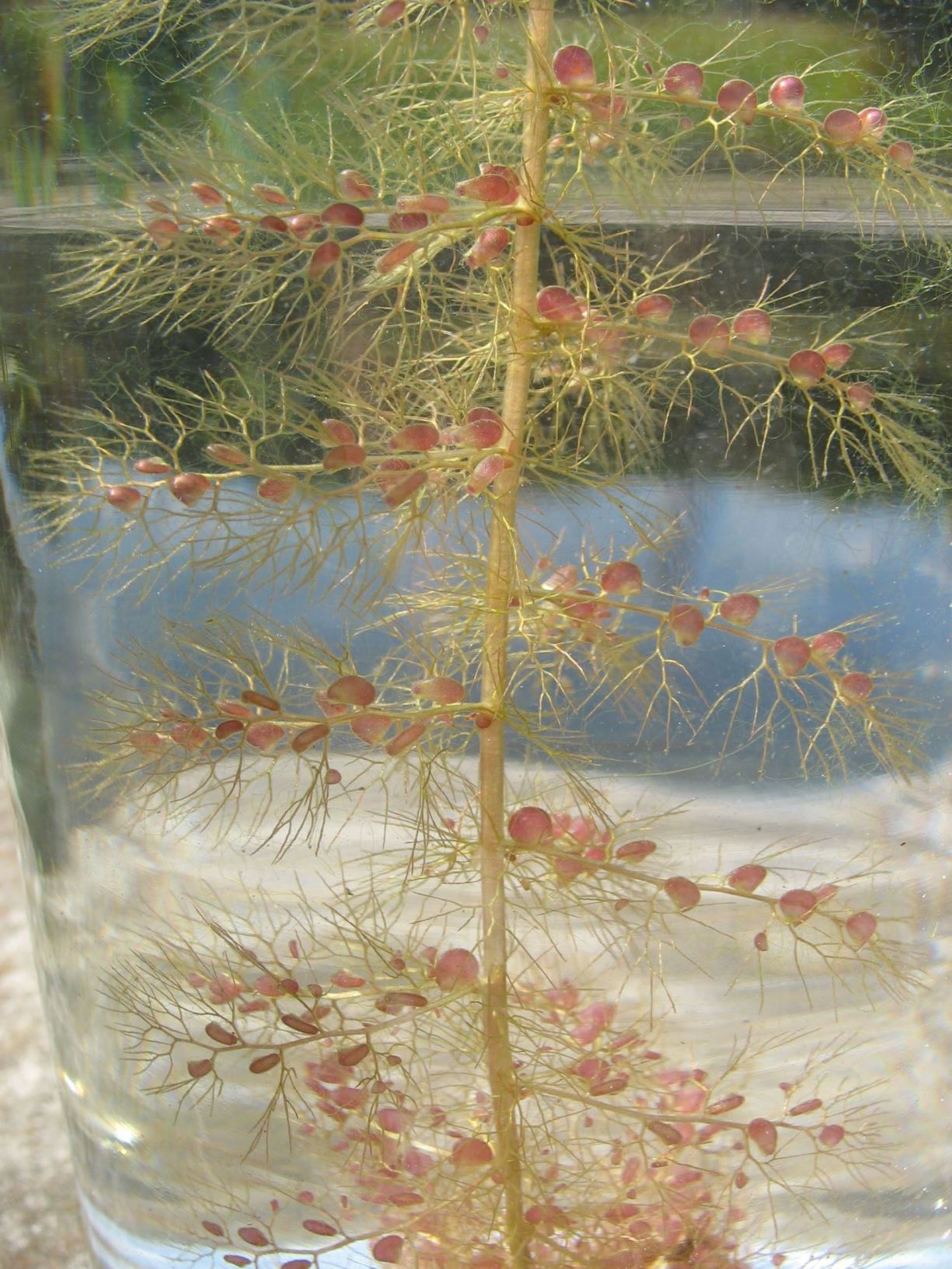 Utricularia vulgaris - Gewöhnlicher Wasserschlauch, greater bladderwort