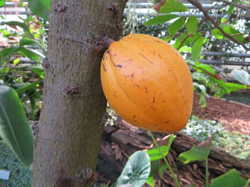 Theobroma cacao 'Cartango' - Kakaobaum