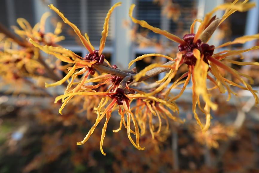 Hamamelis × intermedia 'Jelena' - Hybrid-Zaubernuss