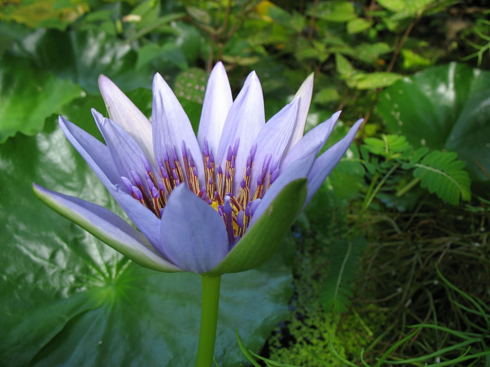Nymphaea nouchali var. caerulea - Blauer Ägyptischer Lotos, Egyptian lotus