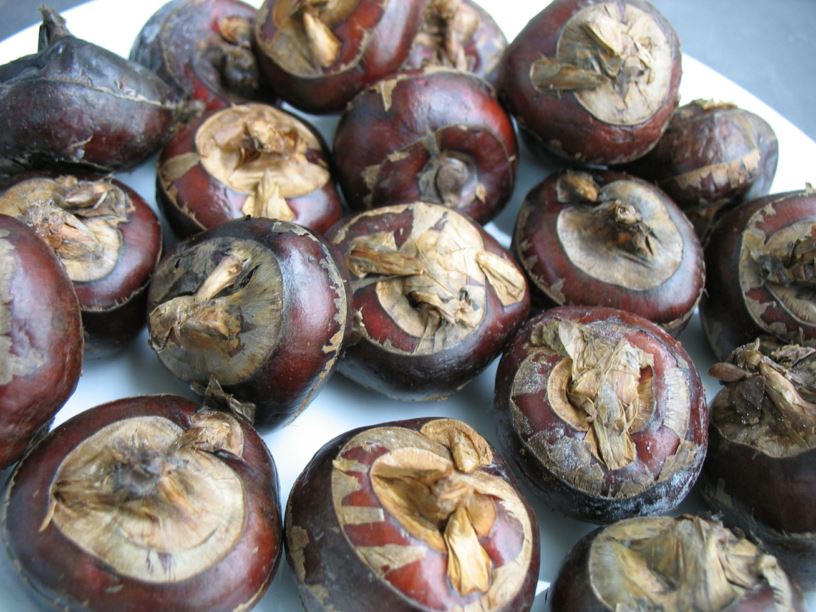Eleocharis dulcis 'Tuberosa' - Chinesische Wasserkastanie, Chinese water chestnut