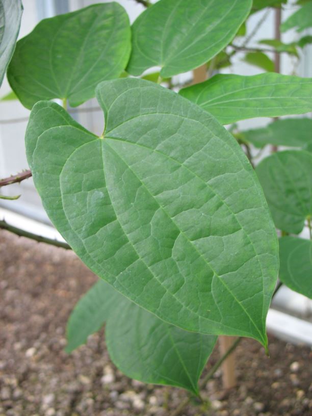 Dioscorea × cayenensis - Gelbe Yamswurzel