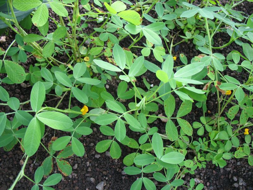 Arachis hypogaea - Erdnuss