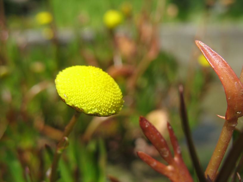 Cotula coronopifolia - Krähenfuß-Laugenblume