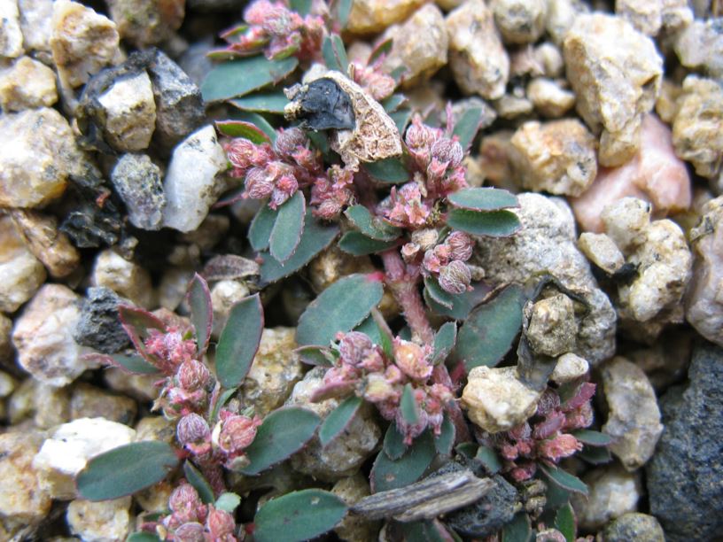 Euphorbia maculata - Gefleckte Zwergwolfsmilch