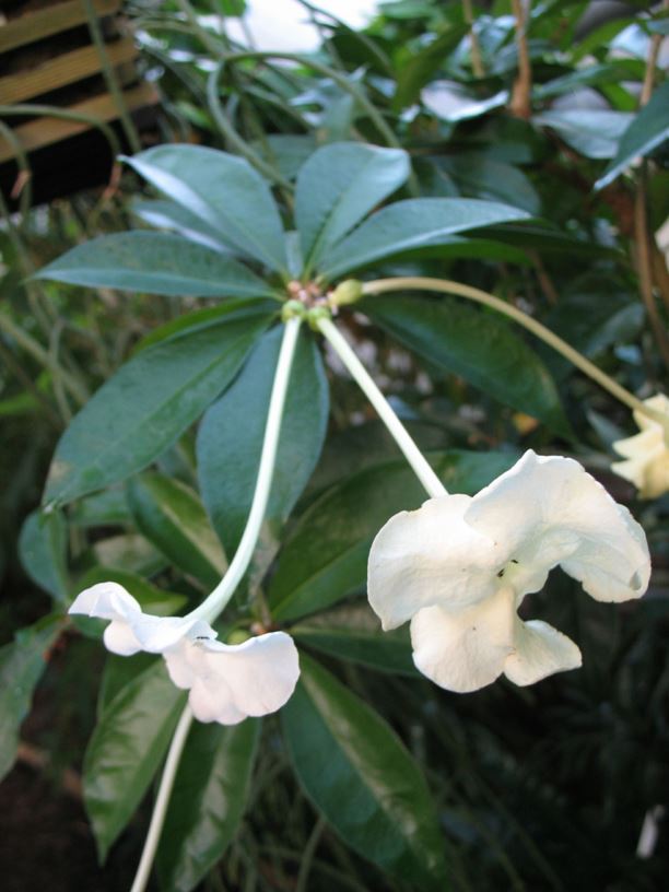 Brunfelsia americana - Weiße Brunfelsie