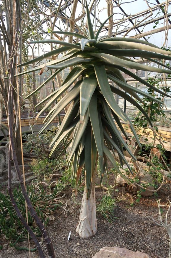 Aloidendron dichotomum - Drachenbaum-Aloe, Köcherbaum, quiver tree