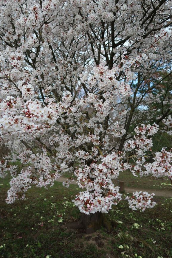 Prunus incisa - März-Kirsche