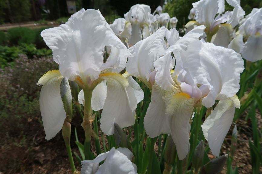 Iris × germanica 'Florentina' - Florentiner Schwertlilie