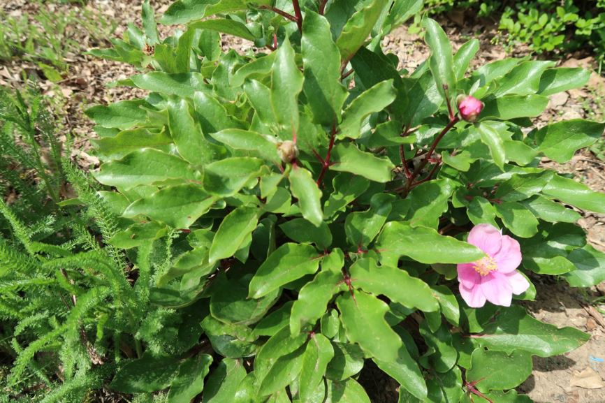 Paeonia mascula subsp. russoi