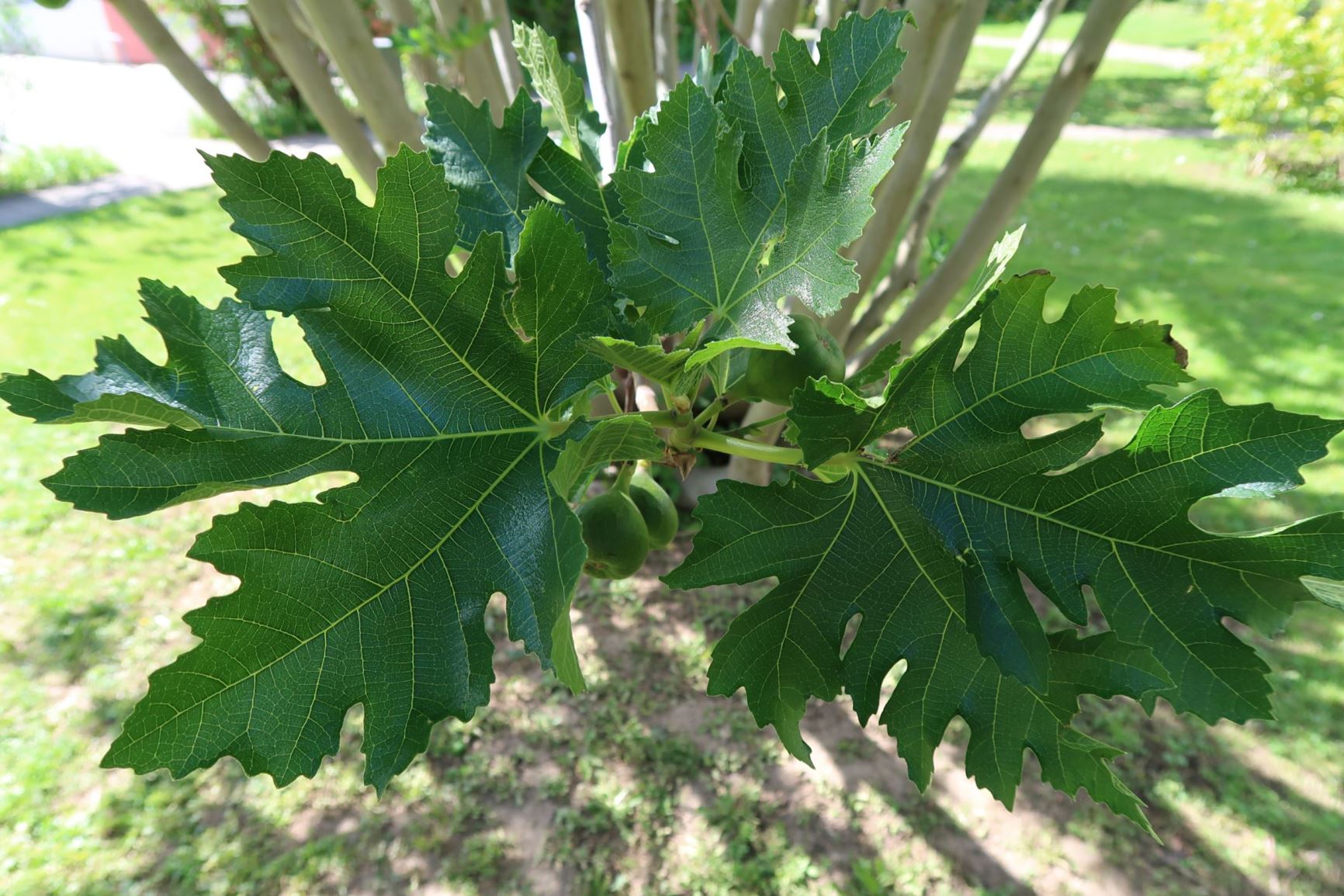 Ficus johannis subsp. afghanistanica - Afghanische Feige