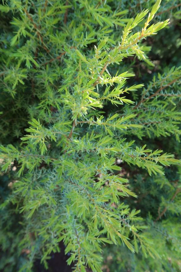 Juniperus oxycedrus subsp. oxycedrus - Rotbeeriger Wacholder