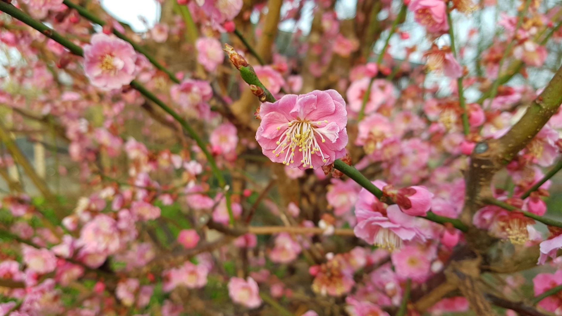 Prunus mume 'The Geisha' - Japanische Aprikose