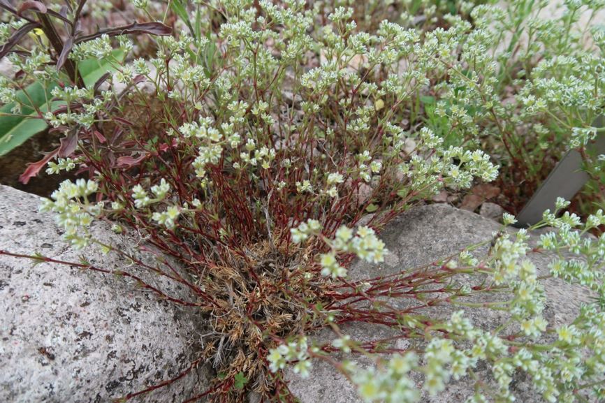 Scleranthus perennis - Ausdauernder Knäuel