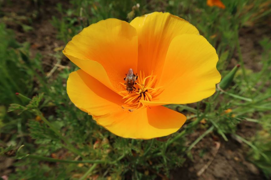 Eschscholzia californica - Schlafmützchen, Kalfornischer Mohn, California poppy