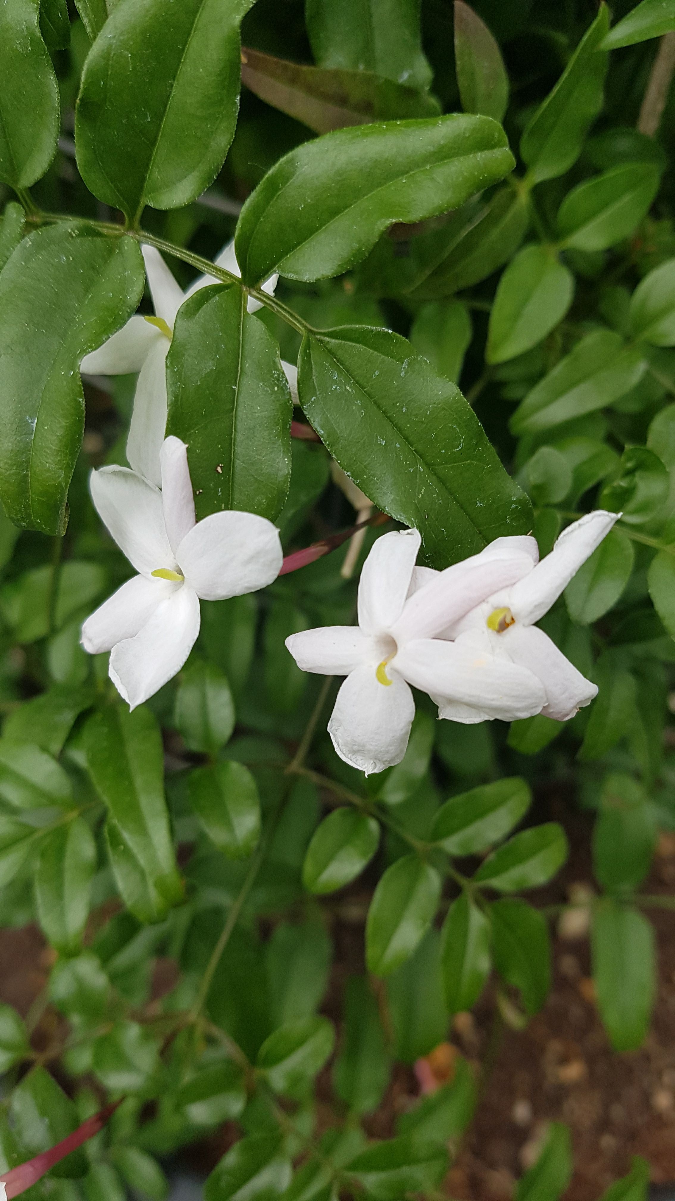 Jasminum polyanthum - Vielblütiger Jasmin, many-flowered jasmin