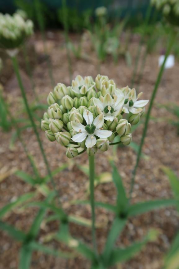 Allium nigrum - Schwarzer Lauch, black garlic