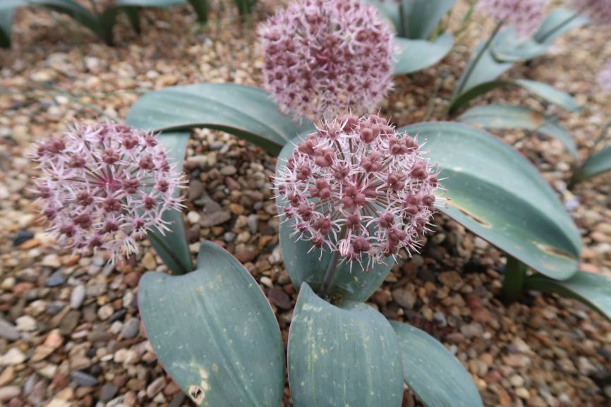 Allium karataviense - Blauzungen-Lauch