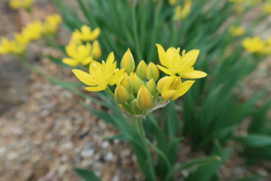 Allium moly - Gold-Lauch, yellow garlic