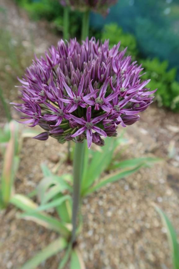 Allium macleanii - Hoher Lauch